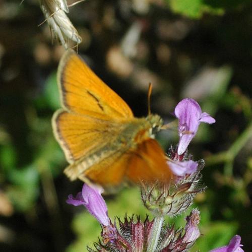 Réf. 248 179 : Thymelicus sylvestris